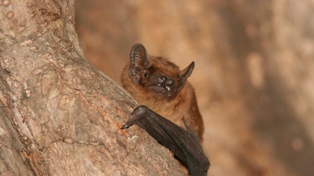 Foto einer Fledermaus, die sich an einen Baumstamm klammert