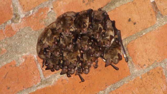 Foto von Fledermäusen, die an einer Deckenwand hängen