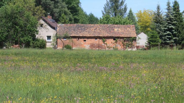Orchideenwiese in der Gemeinde Kolkwitz