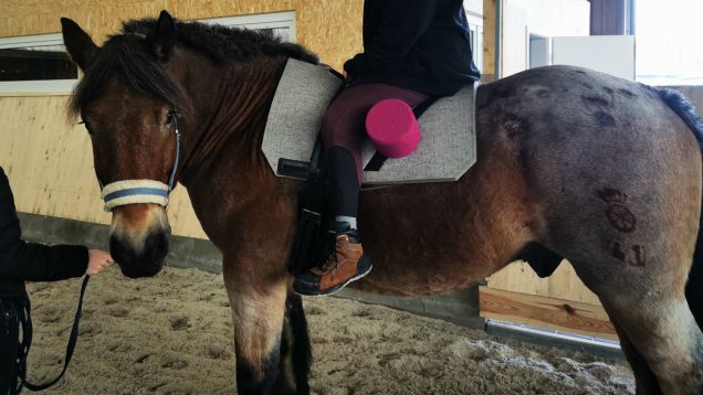 Foto vom dunkelbraunen, stämmigen Therapiepferd für inklusives Reiten in Wandlitz