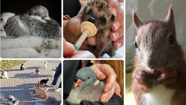 Fotocollage von Wildtieren und Katzen in der Tierrettung Potsdam