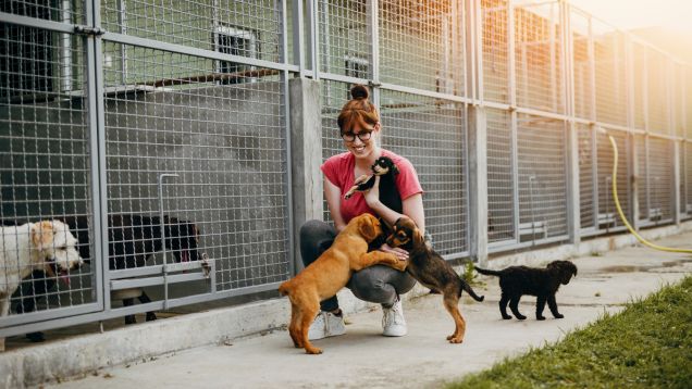 Foto einer jungen Frau mit Brille, die Hunde eines Tierheims vor den Hundezwingern streichelt